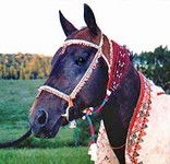 Obrazek
