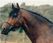 Obrazek